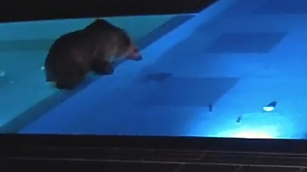 Мечка поплува в басейн в Сопот, няма да я отстрелват (видео)