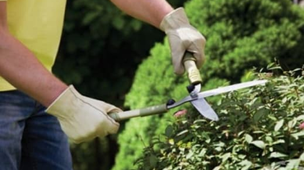 Професиите градинар, музикант, танцьор и пилот са непривлекателни за българина