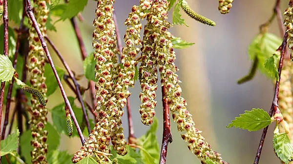Поленов пик: Алергиите се засилват преди дъждовете да изчистят въздуха