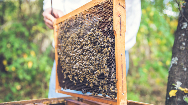 Българският мед изчезва от пазара, пчелните семейства намаляват