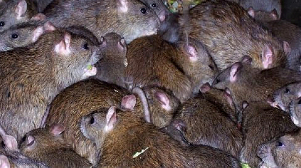Евакуираха затвор в Австралия заради нашествие на милиони мишки