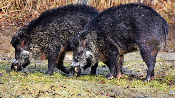 Унищожават още 40 000 прасета заради африканската чума
