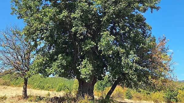 Клони на 250 г.: Четири вековни дървета получиха защитен статут