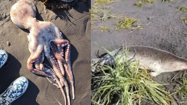 ”Екологична катастрофа” в Камчатка: Скелети на тюлени, останки от октоподи и таралежи