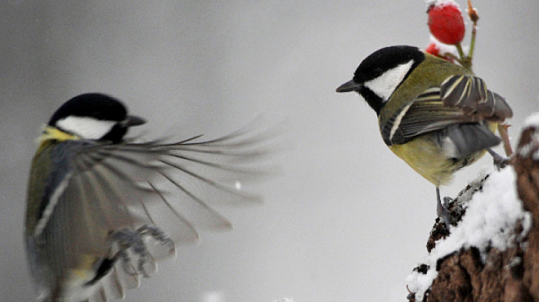 Орнитолог: Песента на пойните птици въздейства върху здравето и имунитета