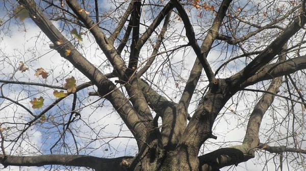 Облачен понеделник, температури 7° и 12°. Иде ли сняг?