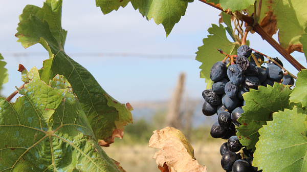 Денят на бесарабските българи – спомен за арпаджик, вино и един красив български език