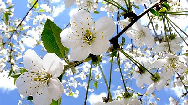 Слънце и лек полъх: Празничната неделя ни подарява перфектно време