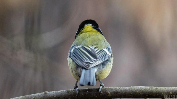 Облачна събота, температури 7-12 градуса
