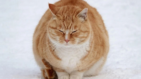 Мразовит понеделник, минусови температури