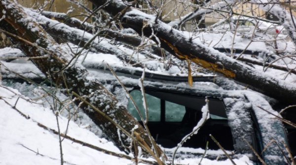 Назначиха проверка на парк „Витоша“ след инцидента със загинала жена