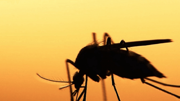 Нашествие на тигрови комари преди Олимпиадата в Париж, доколко опасни са те?