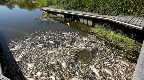 Откриха живак в река Одер, хиляди риби измряха