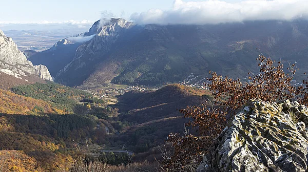 Подменени са половината шефове на държавните горски предприятия
