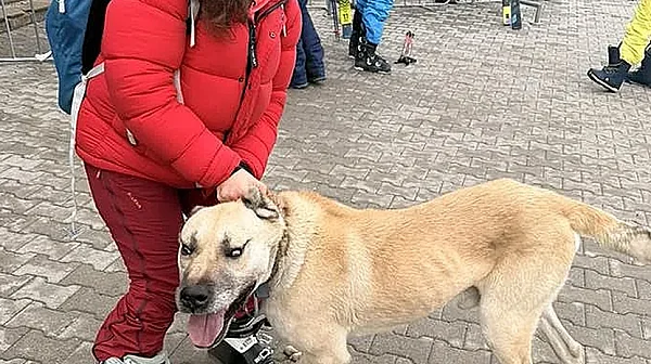 Куче рецидивист напада и хапе туристи край лифта в Банско