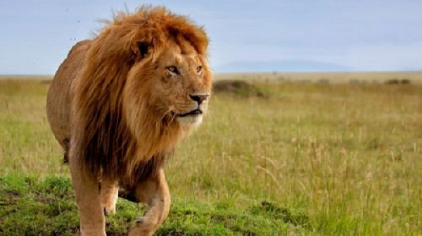 Лъв разкъса мъж в  зоопарк в Гана, незнайно защо влязъл в клетката