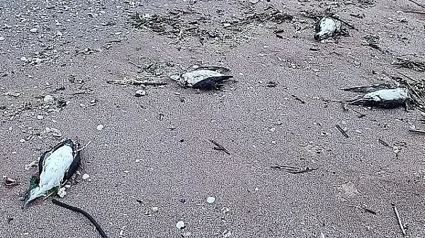 9 делфина и над 300 буревестници са открити мъртви на Северното Черноморие