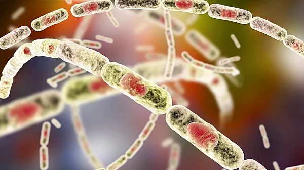 Няма случаи на антракс при хора у нас, следят контактни лица в Силистренско