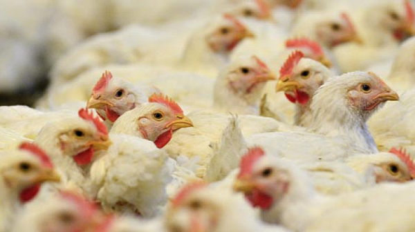 БАБХ регистрира вторично огнище на птичи грип в Добричко