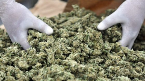 Германия дава на пълнолетни да купуват до 20 грама марихуана