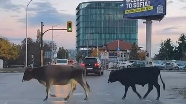 Крави пресичат столичен булевард