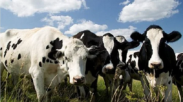 БАБХ предупреждава за риск от шап у нас заради пътуванията в региона