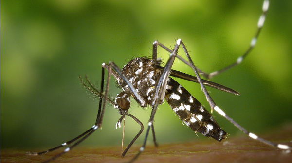 Тигрови комари атакуват България. Могат да носят някои заболявания