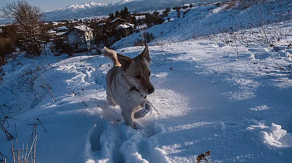 Новата седмица идва с минимални температури между -12° и -7°