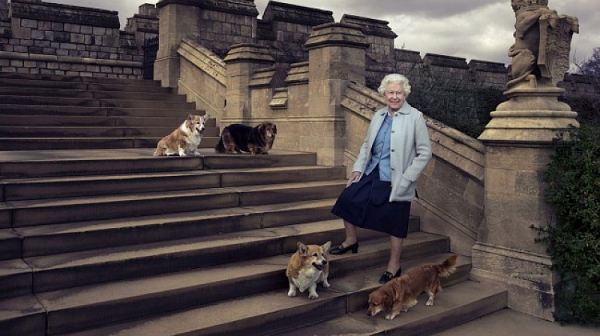 Кой ще наследи кралските кучета корги на Елизабет II?