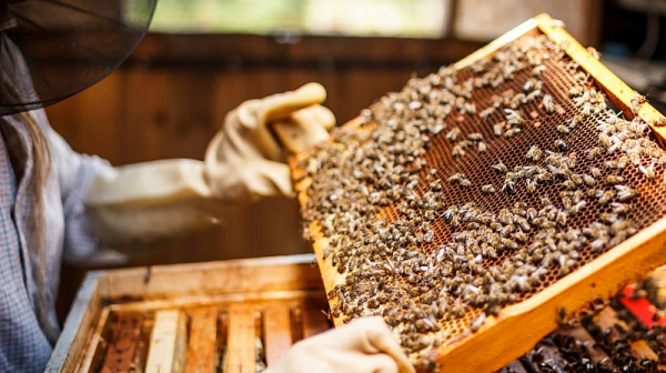 Родното ни пчеларството е изправено пред фалит