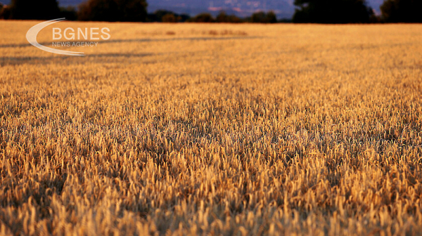 Русия: Удължаването на зърненото споразумение е малко вероятно