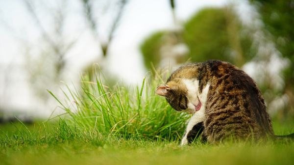 Рекордна глоба в Гърция – 1,7 млн. евро за 58 измъчвани котки