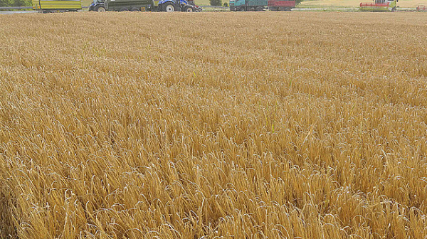 Зърнопроизводителите: Към момента износът на зърно не е забранен, но е затруднен