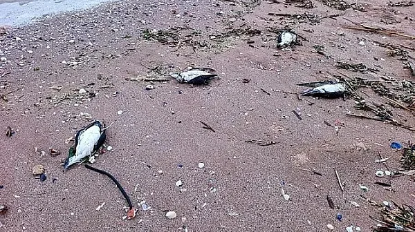 Екокатастрофа? Откриха мъртви 9 делфина и 300 буревестници край Шабла и Дуранкулак