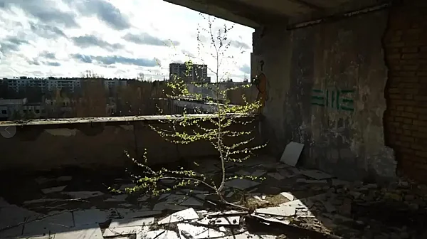 Чернобил през 2026 г.: Опасен за хората, но рай за дивата природа