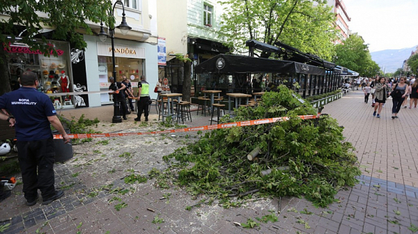 Дърво падна върху маса на заведение на бул. “Витоша”