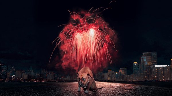 Шумна радост с висока цена: Пиратките и фойерверките вредят на хората, животните и природата