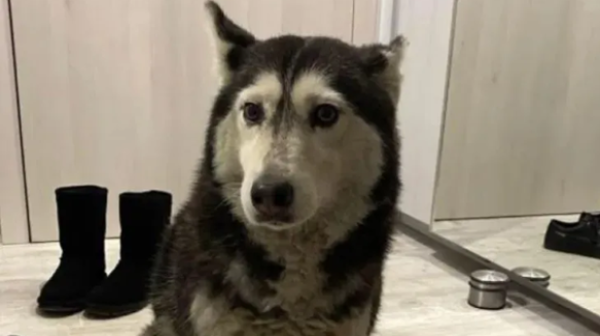 Как лекар прегази куче? Жители на София настояват за наказание