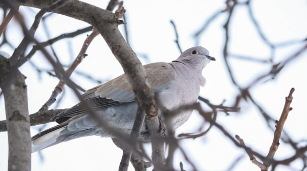 Температури 2-3 градуса, иде сняг