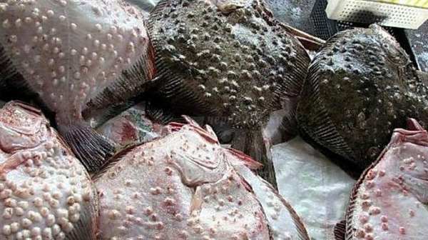 Черно море ври от риба, включително калкан