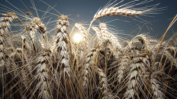 Зърнопроизводители: Пшеницата от Украйна е нискокачествена