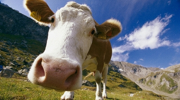 Българският модел: Когато управляват говеда, млякото е скъпо