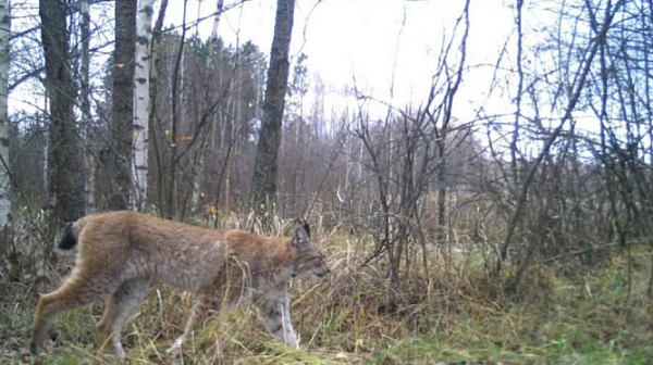 Опасен хищник, евразийски рис,  е забелязан край Чернобил