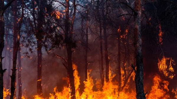Локализиран е пожарът край Девин. Изгоряха близо 1 500 декара борова гора