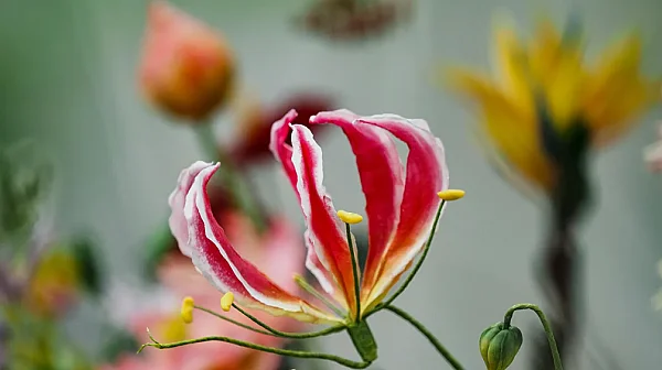 Преди Цветница: Вижте най-красивите ядливи цветя в Ботаническата градина на БАН