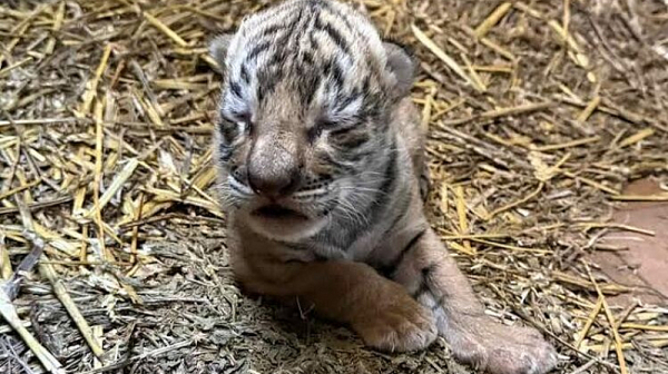 За първи път в зоопарка в Стара Загора се роди бебе бенгалски тигър