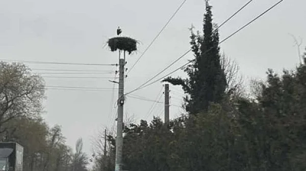 Първите щъркели дойдоха преди мартениците