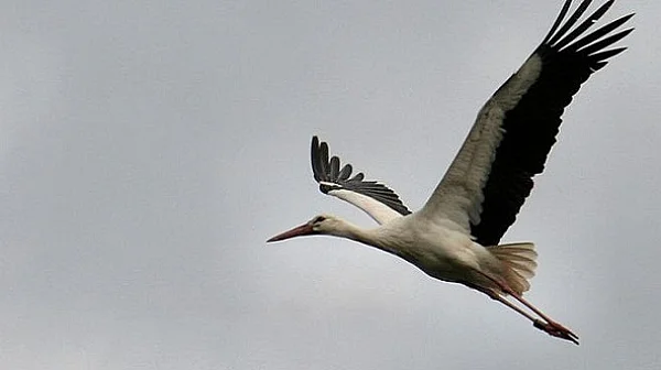 Символ на надеждата: Бели щъркели се завърнаха в сърцето на Чернобил