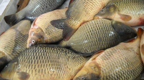 За първи път: Бракониер на риба ще лежи ефективно в затвора