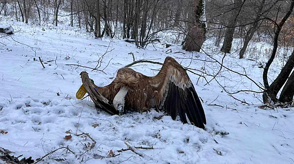 Седемте лешояда край Котел са умишлено отровени с антифриз, загинали са в агония